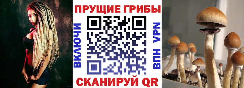 цены наркотик  Саранск  Галлюциногенные грибы GOLDEN TEACHER 